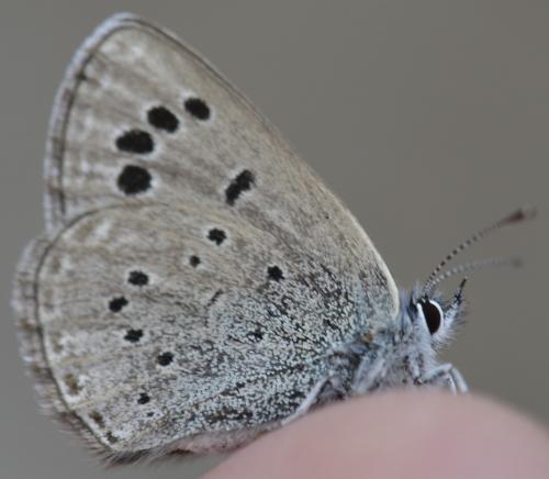 Réf. 208 731 : Glaucopsyche melanops